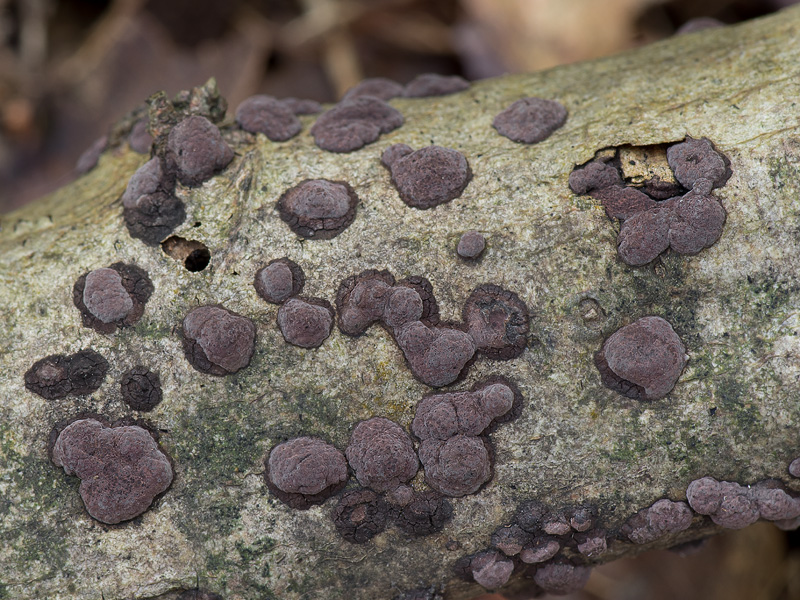 Hypoxylon eurasiaticum